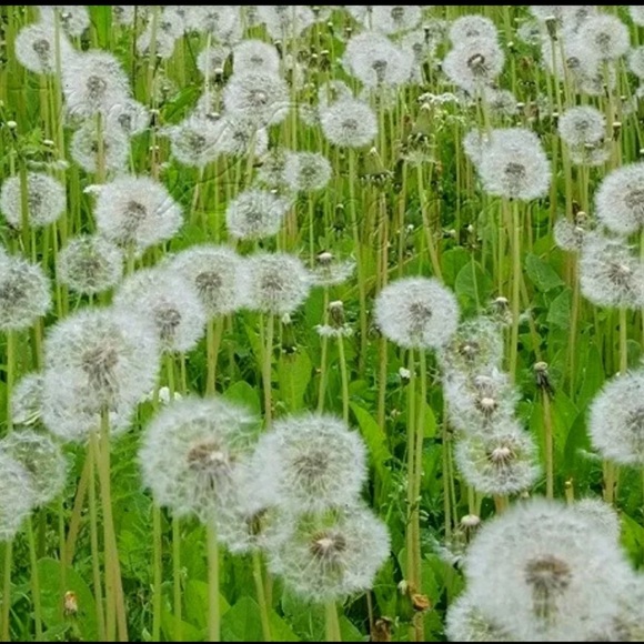 Organic Dandelion Whisps Seeds - Picture 3 of 3